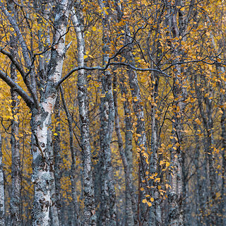Oteren - Signaldalen - Autumn colors